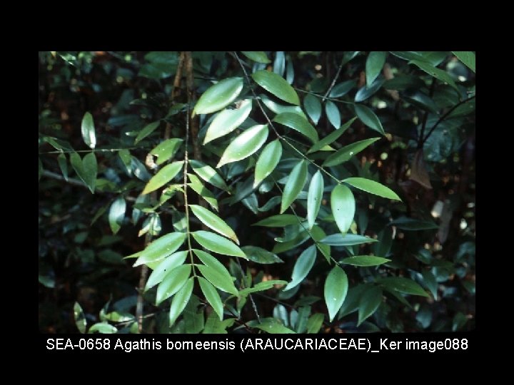 SEA 0658 Agathis borneensis (ARAUCARIACEAE)_Ker image 088 