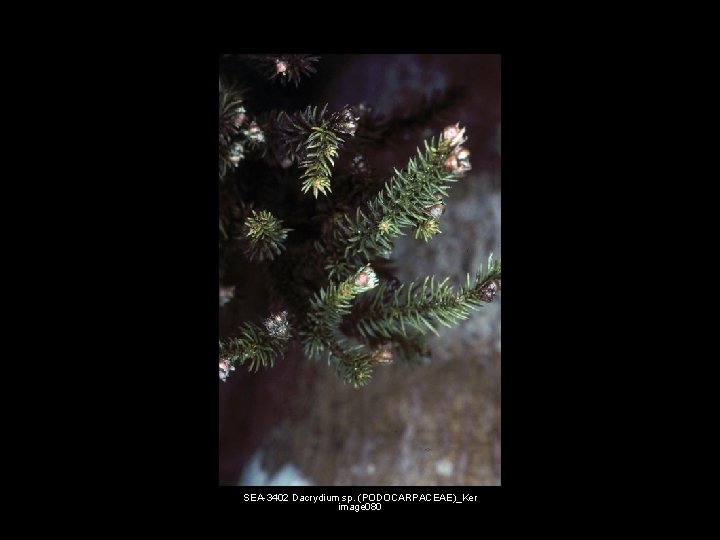 SEA 3402 Dacrydium sp. (PODOCARPACEAE)_Ker image 080 