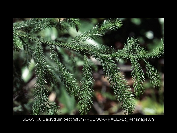 SEA 5166 Dacrydium pectinatum (PODOCARPACEAE)_Ker image 079 