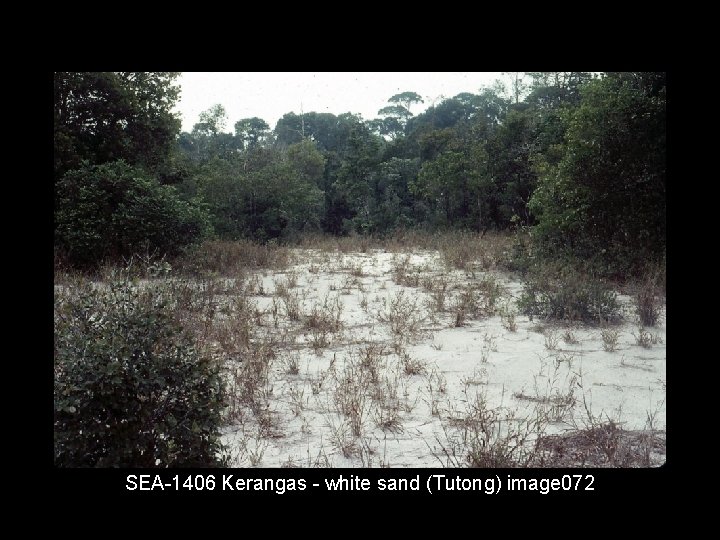 SEA 1406 Kerangas white sand (Tutong) image 072 