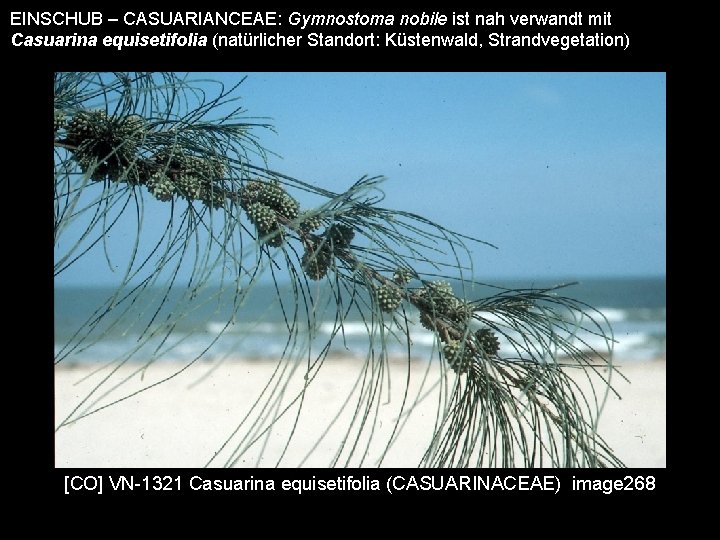 EINSCHUB – CASUARIANCEAE: Gymnostoma nobile ist nah verwandt mit Casuarina equisetifolia (natürlicher Standort: Küstenwald,