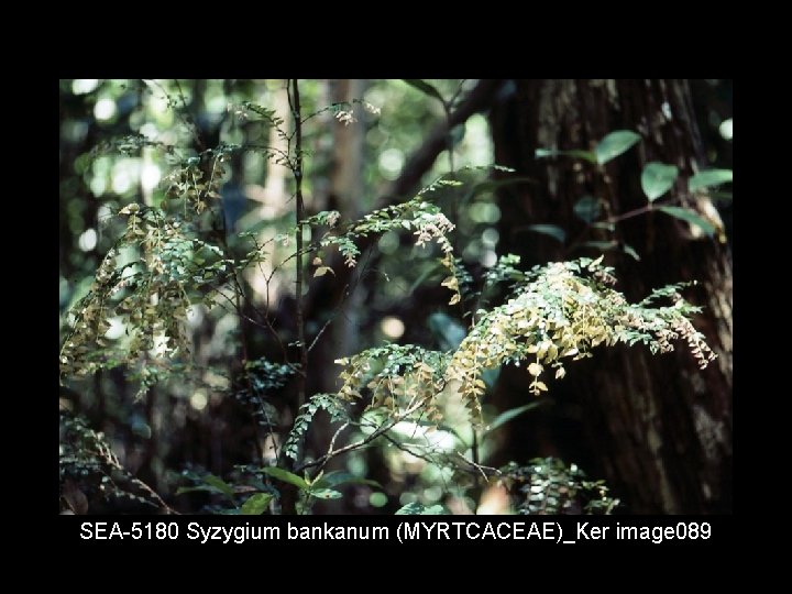 SEA 5180 Syzygium bankanum (MYRTCACEAE)_Ker image 089 