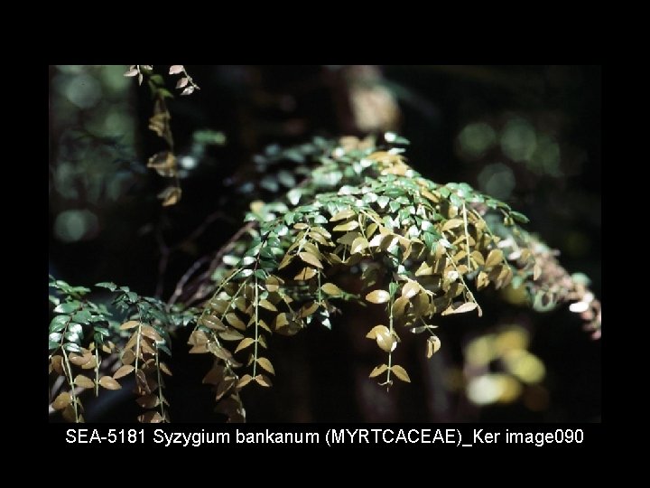 SEA 5181 Syzygium bankanum (MYRTCACEAE)_Ker image 090 