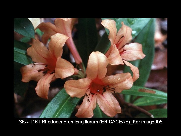 SEA 1161 Rhododendron longiflorum (ERICACEAE)_Ker image 095 