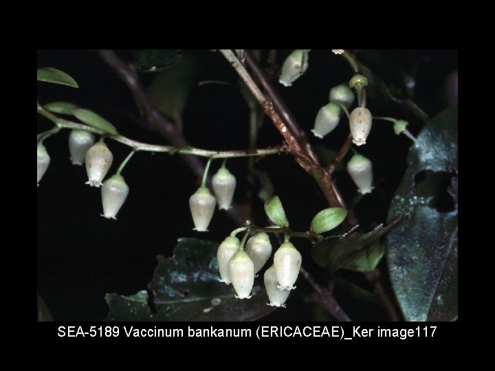 SEA 5189 Vaccinum bankanum (ERICACEAE)_Ker image 117 