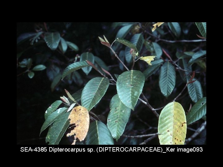 SEA 4385 Dipterocarpus sp. (DIPTEROCARPACEAE)_Ker image 093 