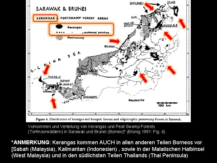 Vorkommen und Verteilung von Kerangas und Peat Swamp Forests (Torfmoorwäldern) in Sarawak und Brunei
