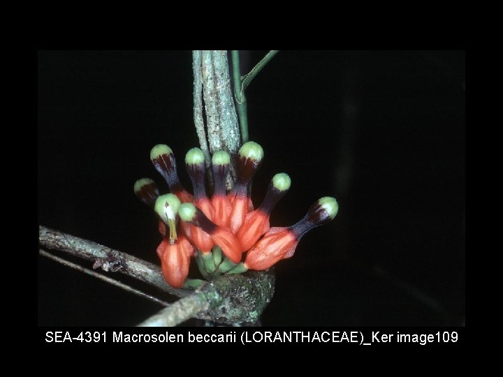 SEA 4391 Macrosolen beccarii (LORANTHACEAE)_Ker image 109 