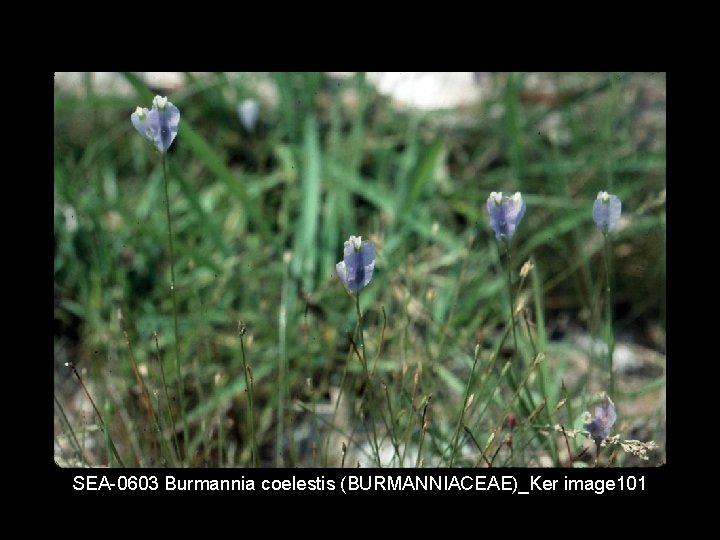 SEA 0603 Burmannia coelestis (BURMANNIACEAE)_Ker image 101 