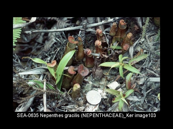 SEA 0635 Nepenthes gracilis (NEPENTHACEAE)_Ker image 103 