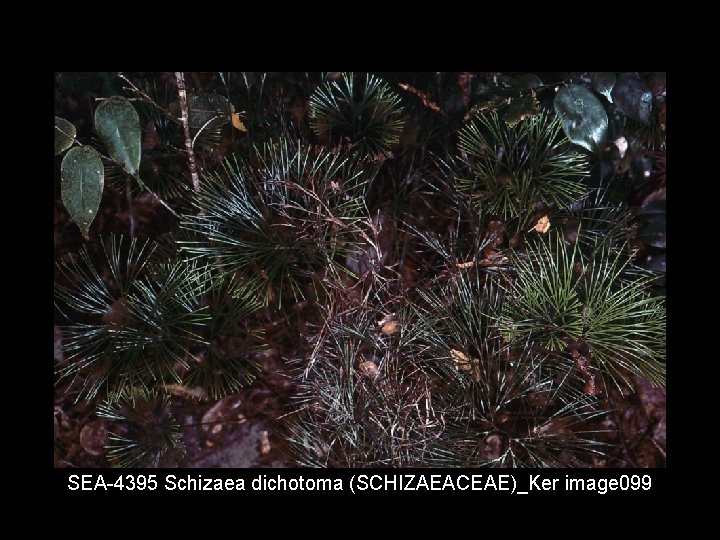 SEA 4395 Schizaea dichotoma (SCHIZAEACEAE)_Ker image 099 