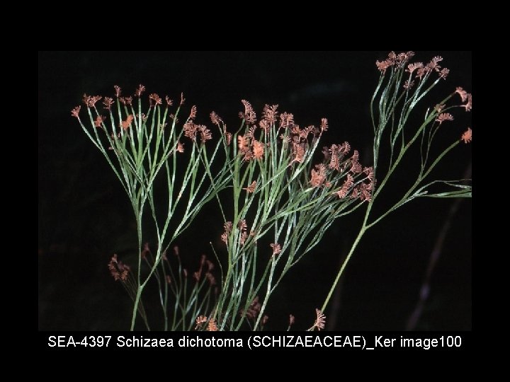 SEA 4397 Schizaea dichotoma (SCHIZAEACEAE)_Ker image 100 