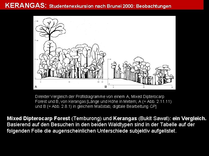 KERANGAS: Studentenexkursion nach Brunei 2000: Beobachtungen Direkter Vergleich der Profildiagramme von einem A, Mixed