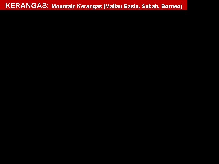 KERANGAS: Mountain Kerangas (Maliau Basin, Sabah, Borneo) 