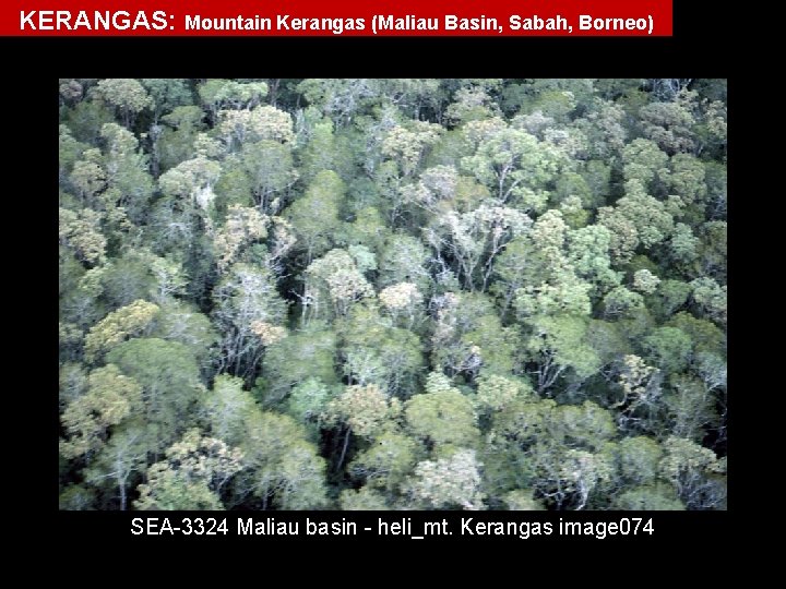 Mountain Kerangas KERANGAS: Mountain Kerangas (Maliau Basin, Sabah, Borneo) SEA 3324 Maliau basin heli_mt.