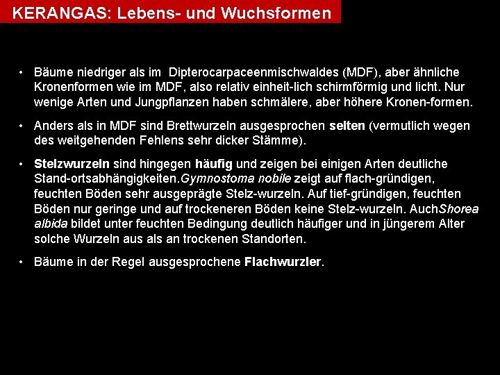 KERANGAS: Lebens- und Wuchsformen • Bäume niedriger als im Dipterocarpaceenmischwaldes (MDF), aber ähnliche Kronenformen