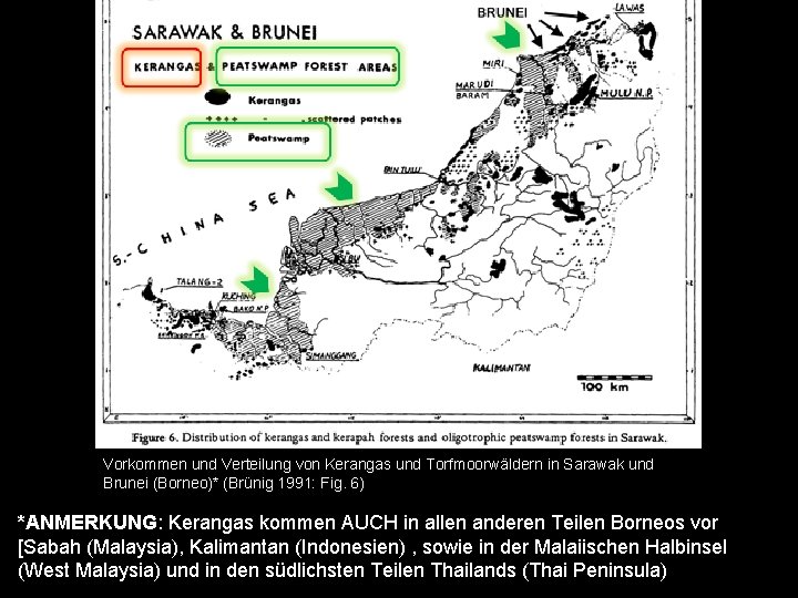 Vorkommen und Verteilung von Kerangas und Torfmoorwäldern in Sarawak und Brunei (Borneo)* (Brünig 1991:
