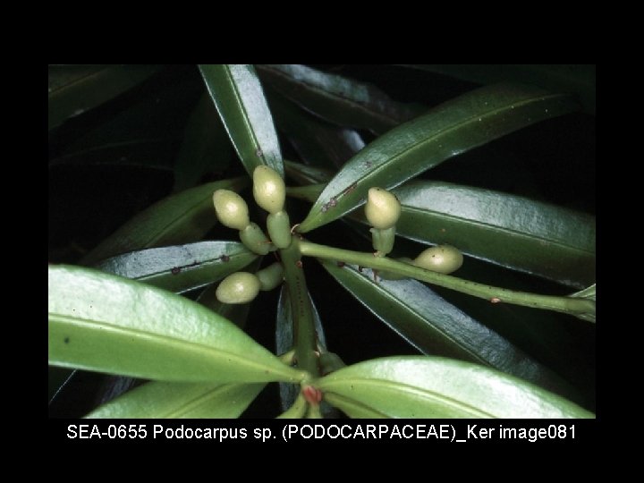 SEA 0655 Podocarpus sp. (PODOCARPACEAE)_Ker image 081 