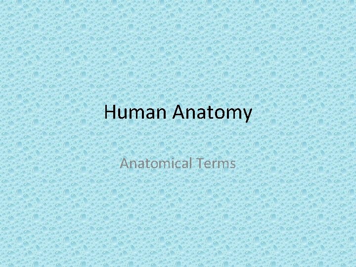 Human Anatomy Anatomical Terms 