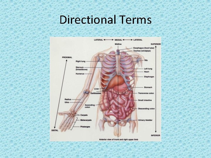 Directional Terms 