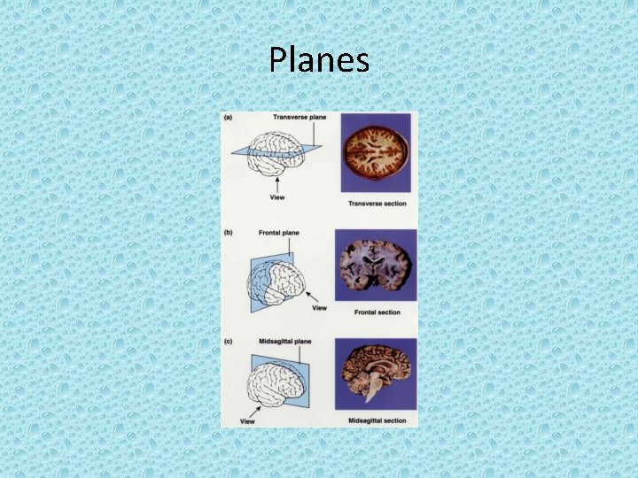 Planes 
