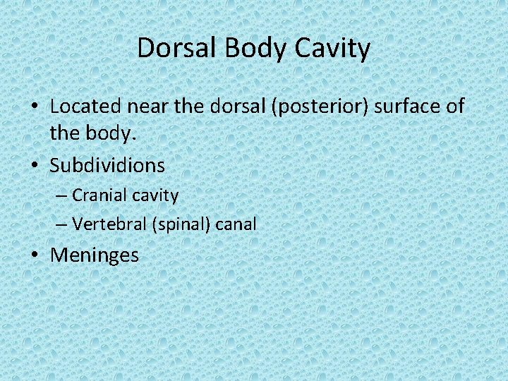 Dorsal Body Cavity • Located near the dorsal (posterior) surface of the body. •