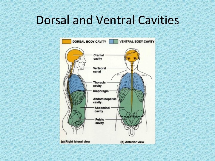 Dorsal and Ventral Cavities 