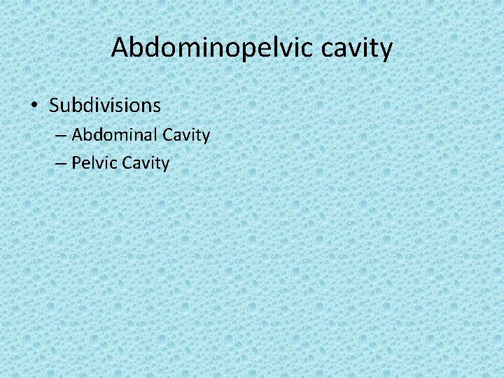 Abdominopelvic cavity • Subdivisions – Abdominal Cavity – Pelvic Cavity 