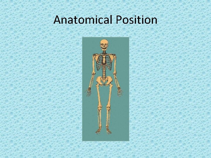 Anatomical Position 