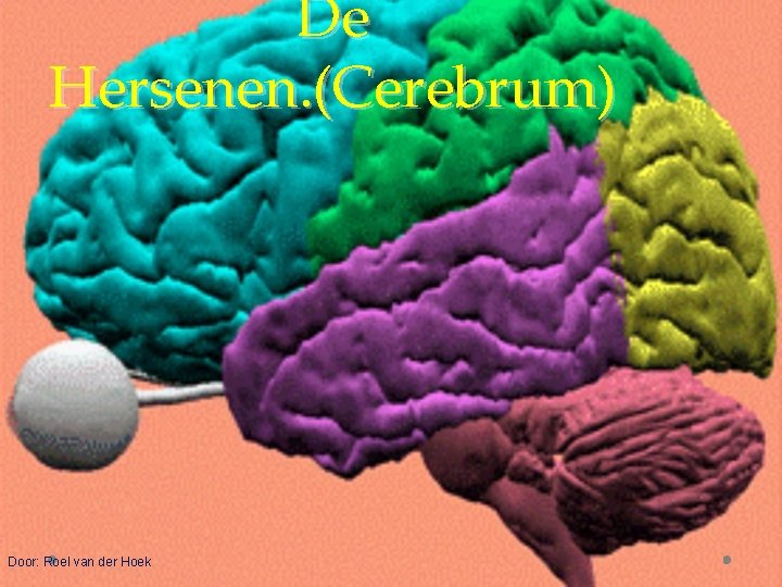 De Hersenen. (Cerebrum) Door: Roel van der Hoek 