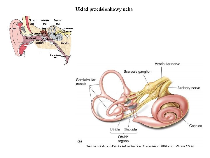 Układ przedsionkowy ucha 