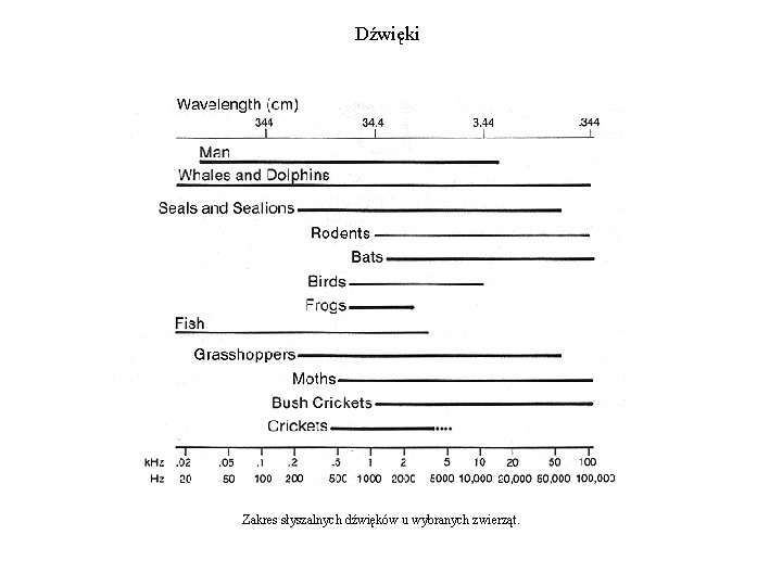 Dźwięki Zakres słyszalnych dźwięków u wybranych zwierząt. 