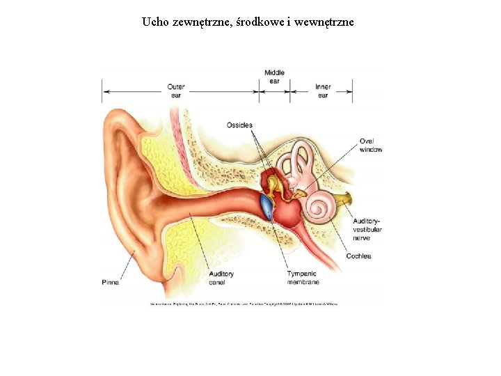 Ucho zewnętrzne, środkowe i wewnętrzne 