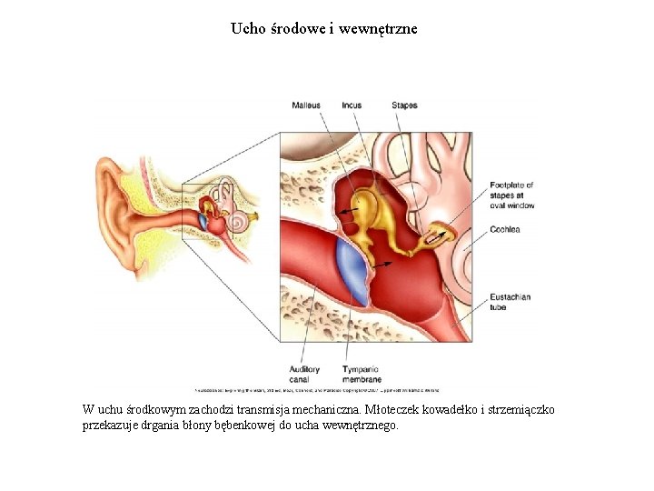 Ucho środowe i wewnętrzne W uchu środkowym zachodzi transmisja mechaniczna. Młoteczek kowadełko i strzemiączko