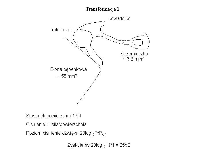 Transformacja 1 kowadełko młoteczek strzemiączko ~ 3. 2 mm 2 Błona bębenkowa ~ 55