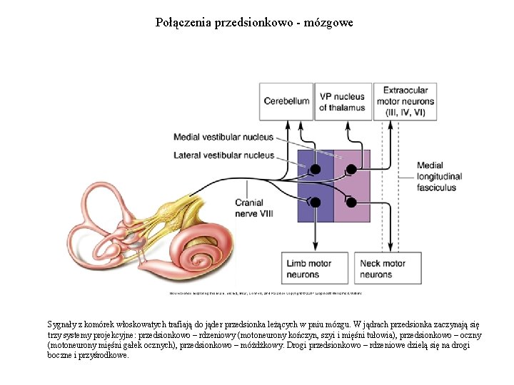 Połączenia przedsionkowo - mózgowe Sygnały z komórek włoskowatych trafiają do jąder przedsionka leżących w