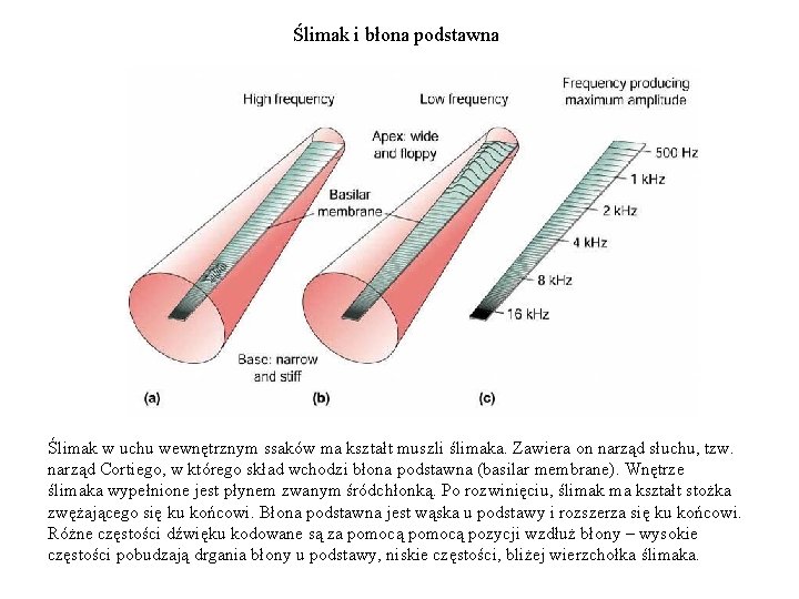 Ślimak i błona podstawna Ślimak w uchu wewnętrznym ssaków ma kształt muszli ślimaka. Zawiera