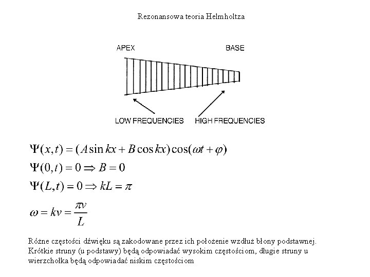 Rezonansowa teoria Helmholtza Różne częstości dźwięku są zakodowane przez ich położenie wzdłuż błony podstawnej.