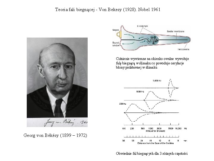 Teoria fali biegnącej - Von Bekesy (1928). Nobel 1961 Ciśnienie wywierane na okienko owalne