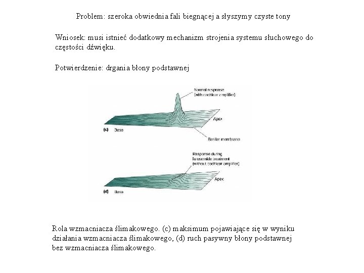 Problem: szeroka obwiednia fali biegnącej a słyszymy czyste tony Wniosek: musi istnieć dodatkowy mechanizm