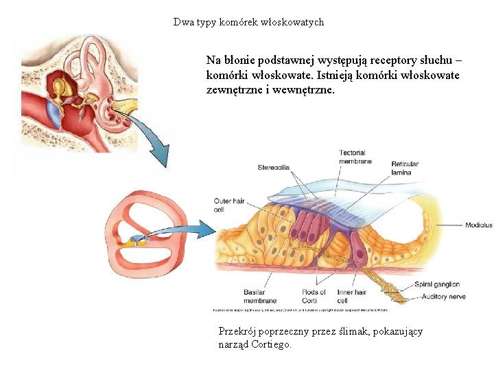 Dwa typy komórek włoskowatych Na błonie podstawnej występują receptory słuchu – komórki włoskowate. Istnieją