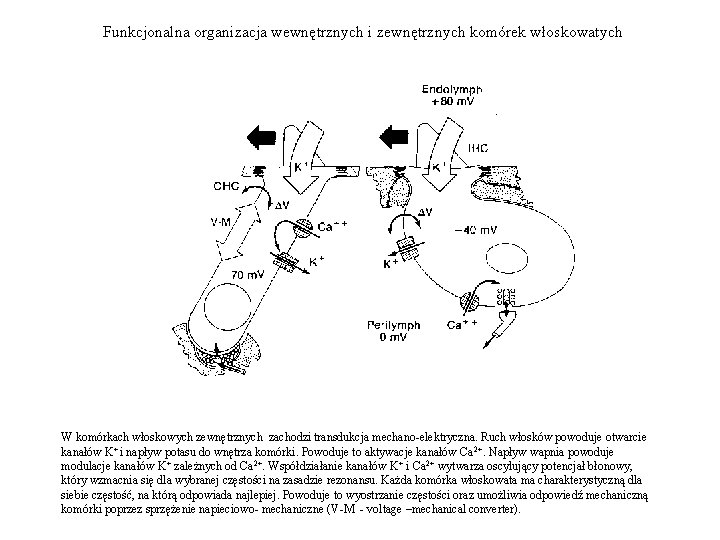 Funkcjonalna organizacja wewnętrznych i zewnętrznych komórek włoskowatych W komórkach włoskowych zewnętrznych zachodzi transdukcja mechano-elektryczna.