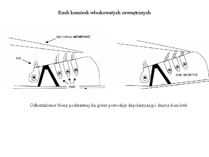 Ruch komórek włoskowatych zewnętrznych Odkształcenie błony podstawnej ku górze powoduje depolaryzację i skurcz komórek