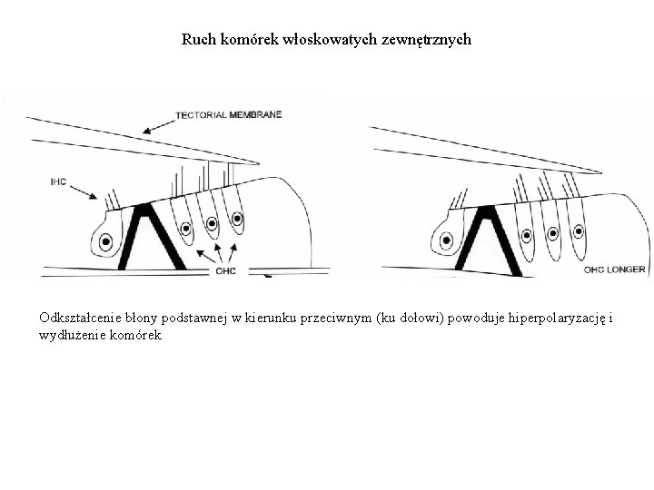 Ruch komórek włoskowatych zewnętrznych Odkształcenie błony podstawnej w kierunku przeciwnym (ku dołowi) powoduje hiperpolaryzację