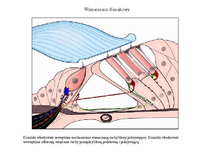 Wzmacniacz ślimakowy Komórki włoskowate zewnętrzne mechanicznie wzmacniają ruchy błony pokrywającej. Komórki włoskowate wewnętrzne odbierają