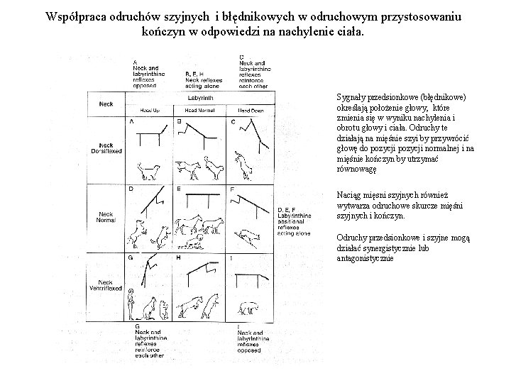 Współpraca odruchów szyjnych i błędnikowych w odruchowym przystosowaniu kończyn w odpowiedzi na nachylenie ciała.