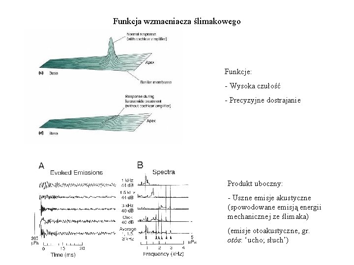 Funkcja wzmacniacza ślimakowego Funkcje: - Wysoka czułość - Precyzyjne dostrajanie Produkt uboczny: - Uszne