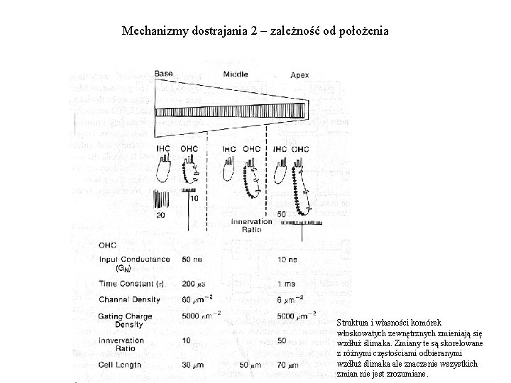 Mechanizmy dostrajania 2 – zależność od położenia Struktura i własności komórek włoskowatych zewnętrznych zmieniają