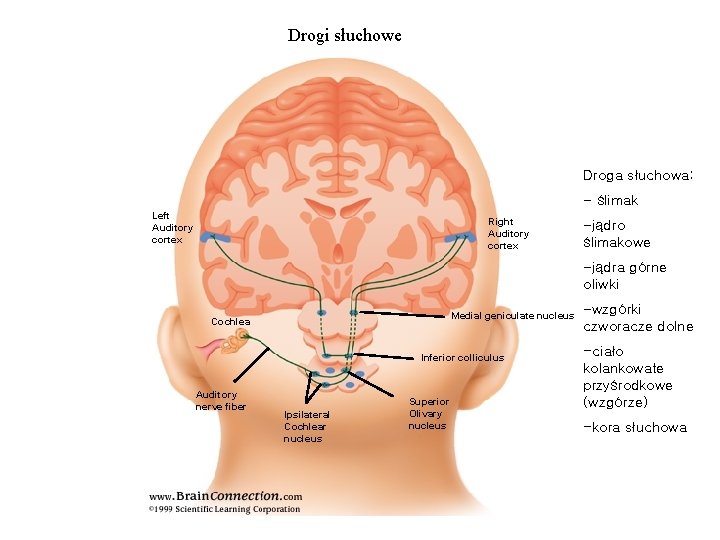 Drogi słuchowe Droga słuchowa: - ślimak Left Auditory cortex Right Auditory cortex -jądro ślimakowe