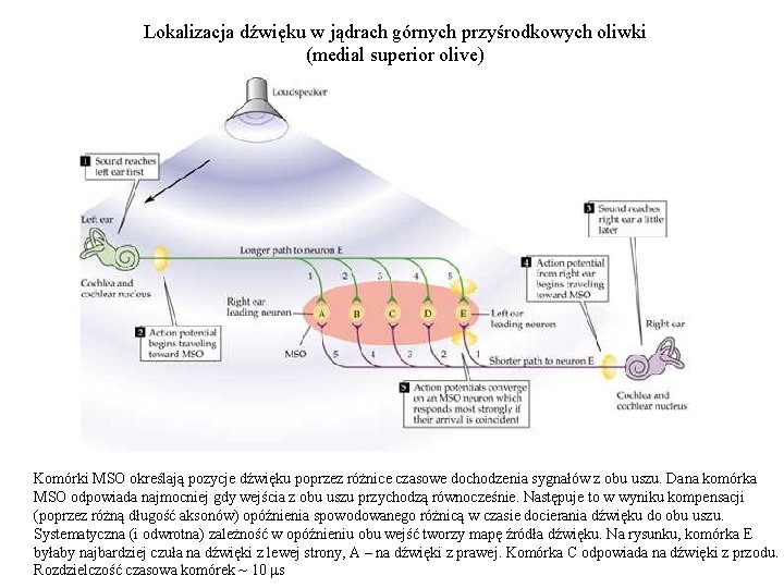 Lokalizacja dźwięku w jądrach górnych przyśrodkowych oliwki (medial superior olive) Komórki MSO określają pozycje